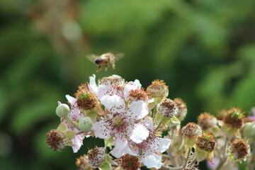 Rubus ulmifolius (Wild blackberry) Bloomimg to welcome the coming summer.With a soft pink color of blooming flowers in the morning sunlight, the central region of Italy.Nature backgrand,Close up .