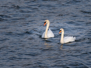 Two swans swimming in the ocean