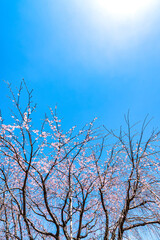 【春イメージ】桜と青空背景