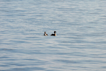 Two ducks float quietly on the surface of Lake Iseo