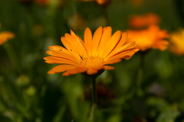 Blossom macro flower in garden.