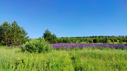 field panorama with green grass and purple blooming lupins on a sunny day against a background of blue sky and green pines