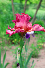 Red all bearded iris. Blooming scarlet tall bearded iris in the garden. Summer flowers. Red flowers of iris.