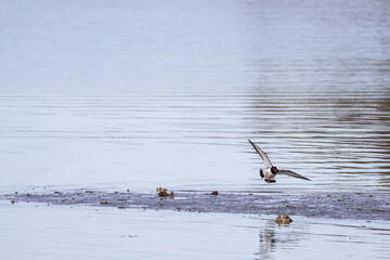 An oystercatcher bird landing by the shoreline 