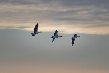Three birds in silhouette against a darkened sky