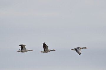 Three geese flying against gray sky