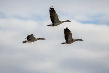three geese flying against a cloudy sky