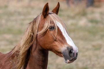 Obraz na płótnie Canvas A brown horse head with pointing ears