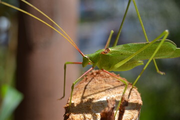 Grasshopper Tettigonia viridissima - Çekirge
