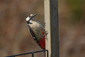 Woodpecker climbing on a wooden pole