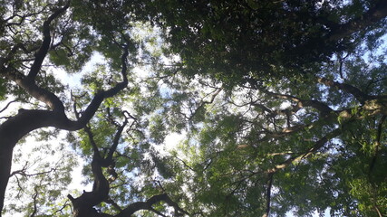 tree in the forest