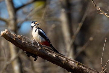 woodpecker sitting on a tree branch