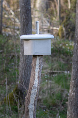 Block of salt for wildlife on a wooden pole in the forest, for moose and deer