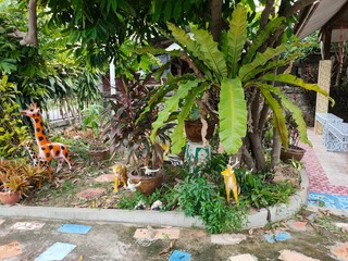 Asplenium nidus, In the garden.