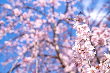 【春イメージ】桜と青空背景