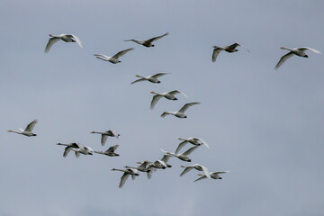 Flock of geese flying south against a grey sky