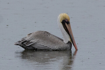 A brown pelican swimming in the rain