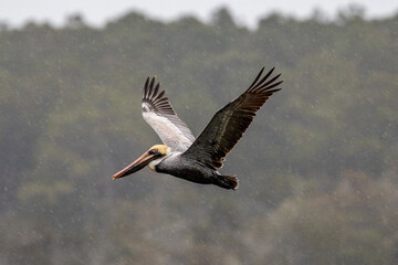Brown pelicane in flight in the rain