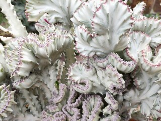 pink cactus flower
