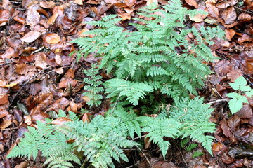 green, natur, pflanze, blatt, wald, farn, baum, blatt, moos, garden, auflösungszeichen, beschaffenheit, frisch, gras, flora, pflanze, sommer, busch, baum, frühling, laub, essen, baugrund, park, rain