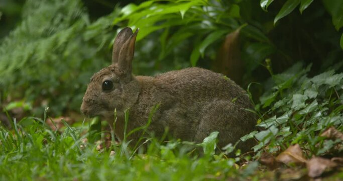 Wild rabbit chewing  juicy green leaf sitting peacfully forest meadow