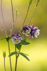 Flower of a common columbine in a german garden