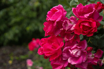 A Pink and Red Cornelia Rose Shrub