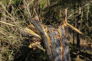 A tree broken by a storm in Sweden