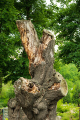 Fototapeta na wymiar Dead tree stump trunk against green young trees. Perseverance and standing up concept. Tall damage dry wood branches against greenery. Old wreck trunk timber with bark near green trees. Lonely decay.