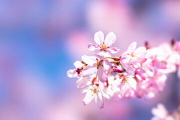 【春イメージ】桜と青空背景
