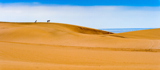 It's Spectacular view of the Sand dunes at the Namib-Naukluft National Park, Namibia
