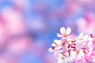 Fototapeta na wymiar 【春イメージ】桜と青空背景