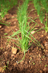 Grow a green onion in a field.
