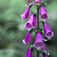Purple Bell Flowers Foxglove Flowering isolated on green.