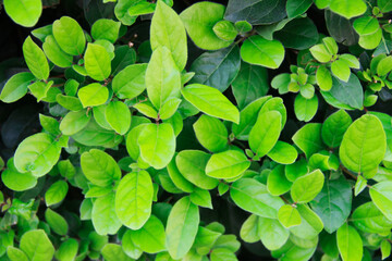 natural green leaves of a plant with a stem