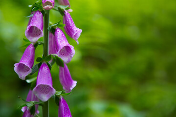 Purple Bell Flowers Foxglove Flowering isolated on green.