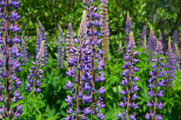 Purple lupine flowers on a blurry unsharp background of greenery. Close-up side view. There is a place for your inscription