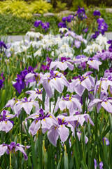 Obraz premium 花菖蒲