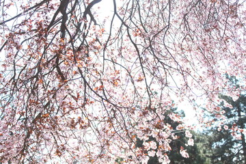 Tree in spring colors in the park