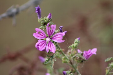 Wild flower Malva moschata (Musk-mallow) in the forest,Italy.