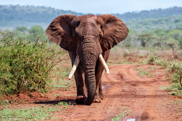Close encounter with an Elephant bull walking  in Zimanga Game Reserve in Kwa Zulu Natal in South Africa - obrazy, fototapety, plakaty