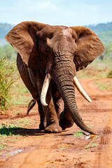 Close encounter with an Elephant bull walking  in Zimanga Game Reserve in Kwa Zulu Natal in South Africa