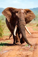 Poster Close encounter with an Elephant bull walking  in Zimanga Game Reserve in Kwa Zulu Natal in South Africa © henk bogaard