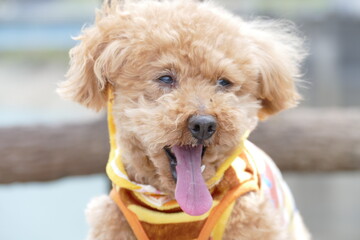 かわいいトイプードル