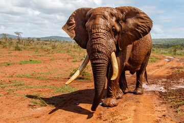 Close encounter with an Elephant bull walking  in Zimanga Game Reserve in Kwa Zulu Natal in South Africa - obrazy, fototapety, plakaty