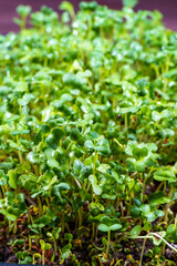 Close-up of broccoli microgreens in the black box. Sprouting Microgreens. Seed Germination at home. Vegan and healthy eating concept. Sprouted broccoli Seeds, Micro greens. Growing sprouts.