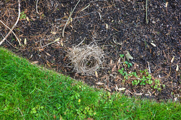 Partially destroyed straw birds nest on the ground