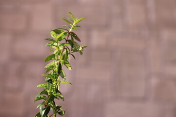 Leaves of myrtle on a branch, Myrtus communis. Myrtus is widely grown as an ornamental plant.