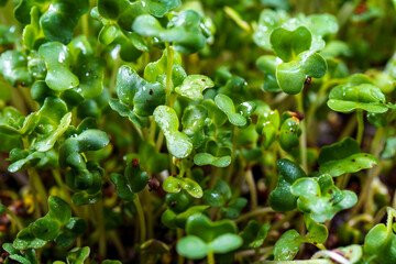 Close-up of broccoli microgreens in the black box. Sprouting Microgreens. Seed Germination at home....