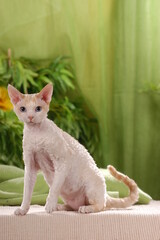 Rex cat